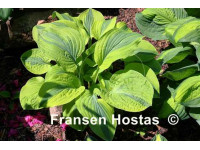 Hosta 